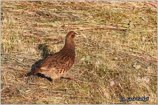 80_grey_partridge.jpg - Grey partridge,  Perdix perdix, Jerebica, Mesto - Location: Mali pesak, Srbija