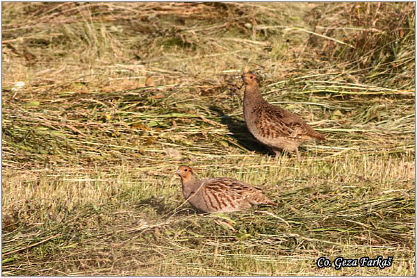 81_grey_partridge.jpg - Grey partridge,  Perdix perdix, Jerebica, Mesto - Location: Mali pesak, Srbija