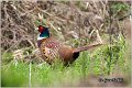 01_pheasant