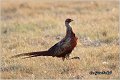 08_pheasant