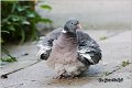 22_woodpigeon