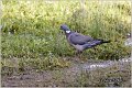 23_woodpigeon