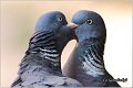 24_woodpigeon