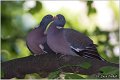 30_woodpigeon