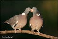 31_woodpigeon