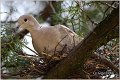 41_collared_dove