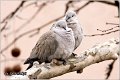 43_collared_dove