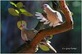 45_collared_dove