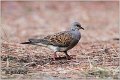 50_turtle-dove