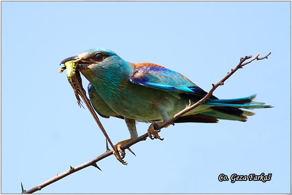 01_european_roller.jpg - European Roller, Coracias garrulus, Modrovrana,  Mesto - Location:  Selevenske pustare, Serbia