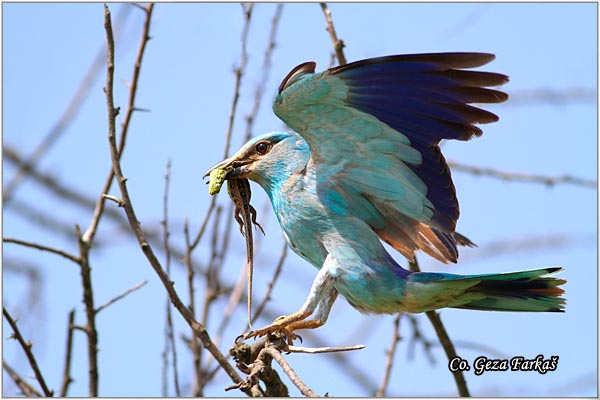 02_european_roller.jpg - European Roller, Coracias garrulus, Modrovrana,  Mesto - Location:  Selevenske pustare, Serbia