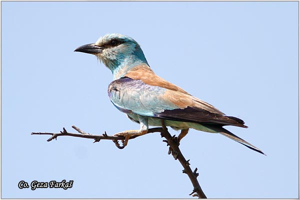 03_european_roller.jpg - European Roller, Coracias garrulus, Modrovrana,  Mesto - Location:  Selevenske pustare, Serbia