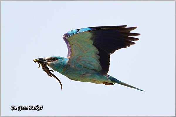 04_european_roller.jpg - European Roller, Coracias garrulus, Modrovrana,  Mesto - Location:  Selevenske pustare, Serbia