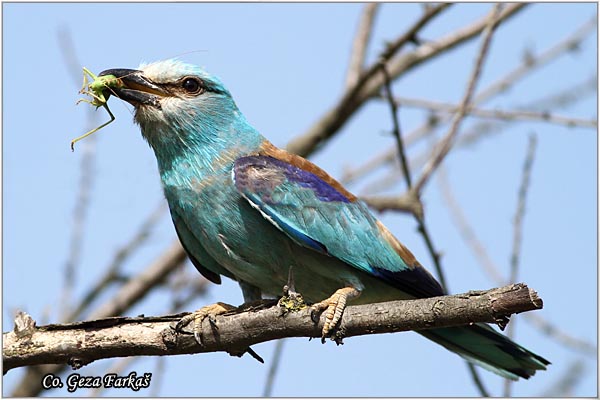 05_european_roller.jpg - European Roller, Coracias garrulus, Modrovrana,  Mesto - Location:  Selevenske pustare, Serbia