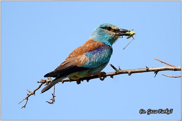 06_european_roller.jpg - European Roller, Coracias garrulus, Modrovrana,  Mesto - Location:  Selevenske pustare, Serbia