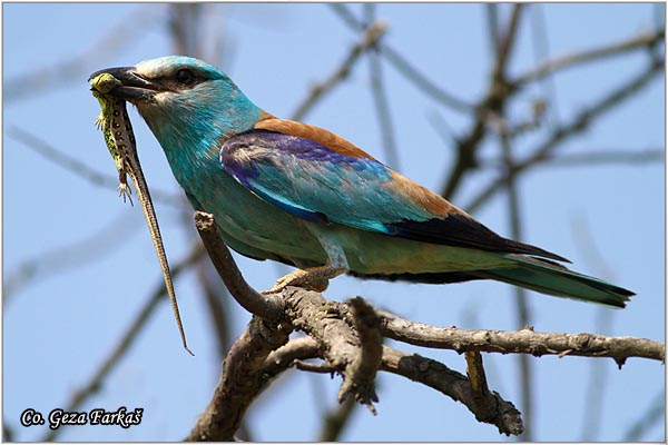 07_european_roller.jpg - European Roller, Coracias garrulus, Modrovrana,  Mesto - Location:  Selevenske pustare, Serbia