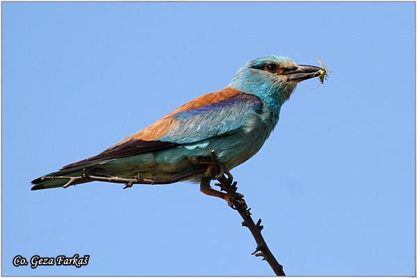 08_european_roller.jpg - European Roller, Coracias garrulus, Modrovrana,  Mesto - Location:  Selevenske pustare, Serbia