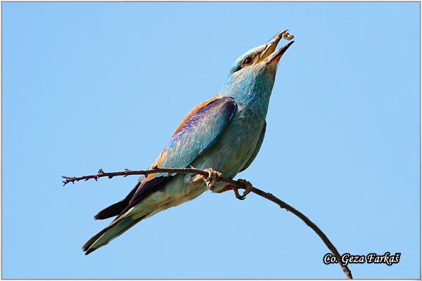 09_european_roller.jpg - European Roller, Coracias garrulus, Modrovrana,  Mesto - Location:  Selevenske pustare, Serbia