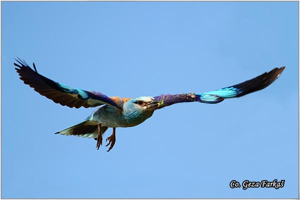 10_european_roller.jpg - European Roller, Coracias garrulus, Modrovrana,  Mesto - Location:  Selevenske pustare, Serbia