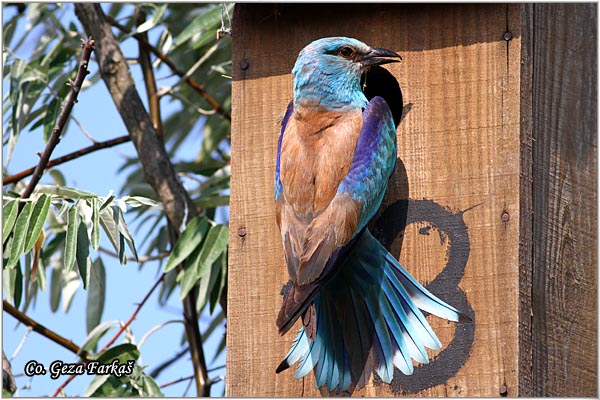 11_european_roller.jpg - European Roller, Coracias garrulus, Modrovrana,  Mesto - Location:  Selevenske pustare, Serbia