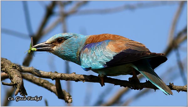 12_european_roller.jpg - European Roller, Coracias garrulus, Modrovrana,  Mesto - Location:  Selevenske pustare, Serbia