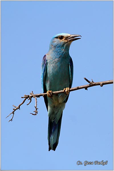 13_european_roller.jpg - European Roller, Coracias garrulus, Modrovrana,  Mesto - Location:  Selevenske pustare, Serbia