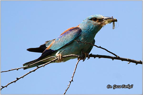 14_european_roller.jpg - European Roller, Coracias garrulus, Modrovrana,  Mesto - Location:  Selevenske pustare, Serbia