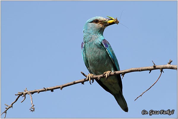 15_european_roller.jpg - European Roller, Coracias garrulus, Modrovrana,  Mesto - Location:  Selevenske pustare, Serbia