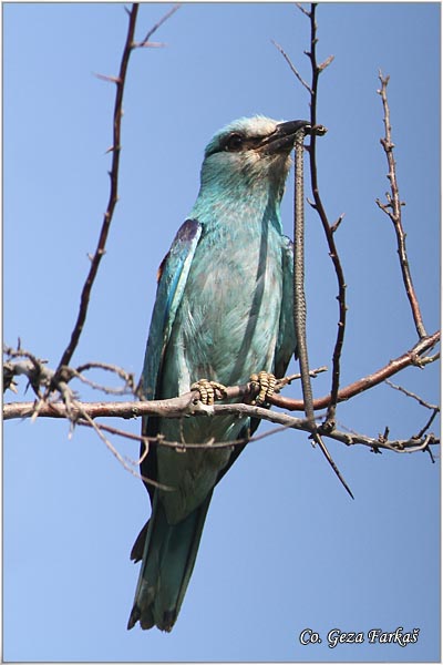 17_european_roller.jpg - European Roller, Coracias garrulus, Modrovrana,  Mesto - Location:  Selevenske pustare, Serbia