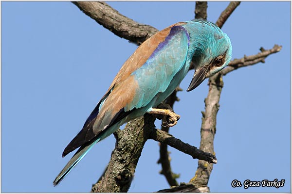 18_european_roller.jpg - European Roller, Coracias garrulus, Modrovrana,  Mesto - Location:  Selevenske pustare, Serbia