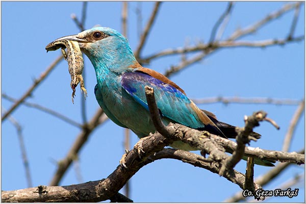 19_european_roller.jpg - European Roller, Coracias garrulus, Modrovrana,  Mesto - Location:  Selevenske pustare, Serbia