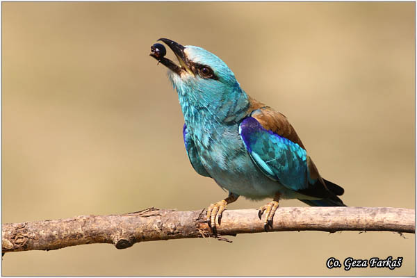 20_european_roller.jpg - European Roller, Coracias garrulus, Modrovrana,  Mesto - Location:  Mali pesak  - Hajdukovo, Serbia