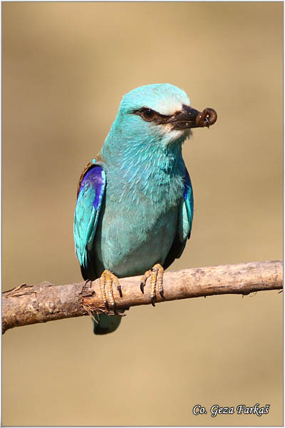 21_european_roller.jpg - European Roller, Coracias garrulus, Modrovrana,  Mesto - Location:  Mali pesak  - Hajdukovo, Serbia