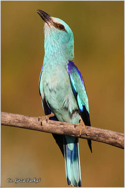 22_european_roller.jpg - European Roller, Coracias garrulus, Modrovrana,  Mesto - Location:  Mali pesak  - Hajdukovo, Serbia