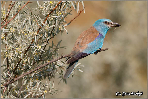 23_european_roller.jpg - European Roller, Coracias garrulus, Modrovrana,  Mesto - Location:  Mali pesak  - Hajdukovo, Serbia