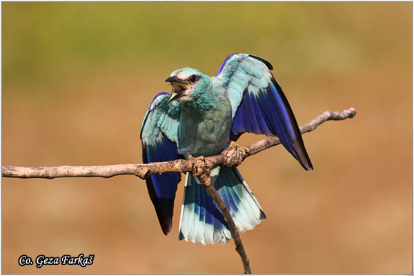 24_european_roller.jpg - European Roller, Coracias garrulus, Modrovrana,  Mesto - Location:  Mali pesak  - Hajdukovo, Serbia