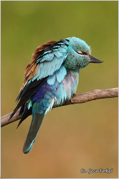 25_european_roller.jpg - European Roller, Coracias garrulus, Modrovrana,  Mesto - Location:  Mali pesak  - Hajdukovo, Serbia