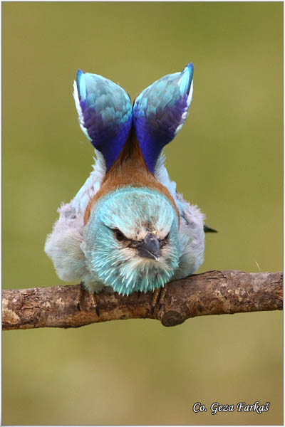 26_european_roller.jpg - European Roller, Coracias garrulus, Modrovrana,  Mesto - Location:  Mali pesak  - Hajdukovo, Serbia