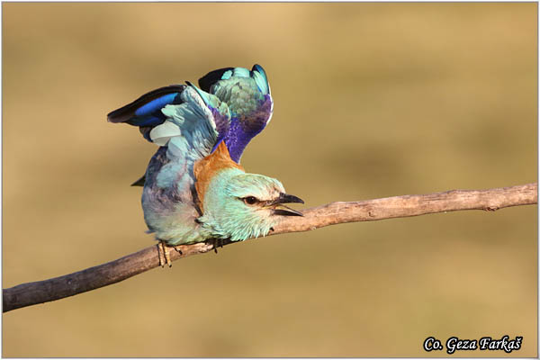 28_european_roller.jpg - European Roller, Coracias garrulus, Modrovrana,  Mesto - Location:  Mali pesak  - Hajdukovo, Serbia