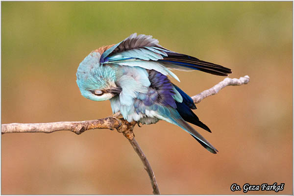 29_european_roller.jpg - European Roller, Coracias garrulus, Modrovrana,  Mesto - Location:  Mali pesak  - Hajdukovo, Serbia