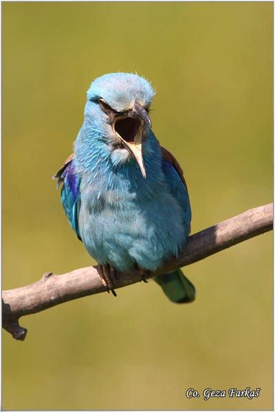 30_european_roller.jpg - European Roller, Coracias garrulus, Modrovrana,  Mesto - Location:  Mali pesak  - Hajdukovo, Serbia