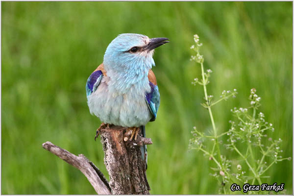 31_european_roller.jpg - European Roller, Coracias garrulus, Modrovrana,  Mesto - Location:  Mali pesak  - Hajdukovo, Serbia