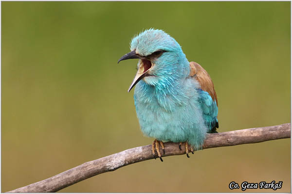 32_european_roller.jpg - European Roller, Coracias garrulus, Modrovrana,  Mesto - Location:  Mali pesak  - Hajdukovo, Serbia