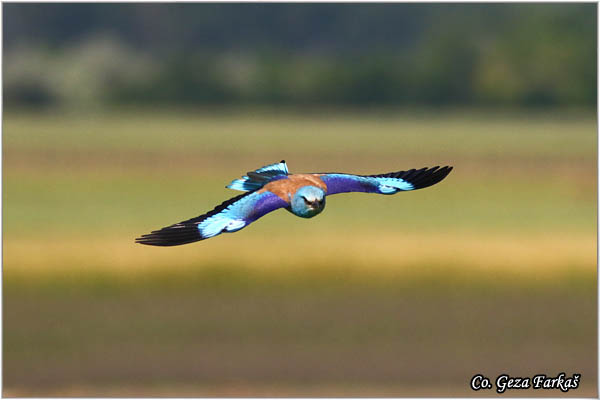 33_european_roller.jpg - European Roller, Coracias garrulus, Modrovrana,  Mesto - Location:  Mali pesak  - Hajdukovo, Serbia