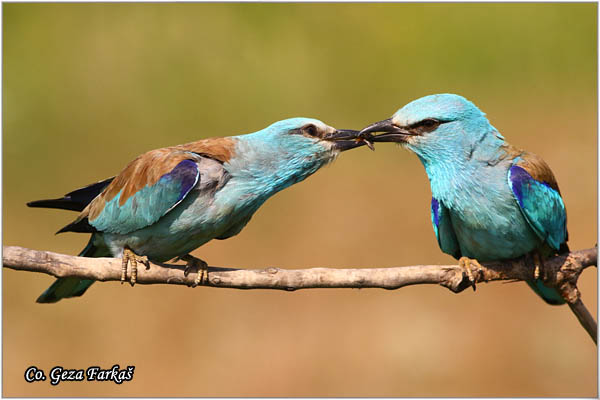 34_european_roller.jpg - European Roller, Coracias garrulus, Modrovrana,  Mesto - Location:  Mali pesak  - Hajdukovo, Serbia