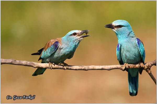 35_european_roller.jpg - European Roller, Coracias garrulus, Modrovrana,  Mesto - Location:  Mali pesak  - Hajdukovo, Serbia