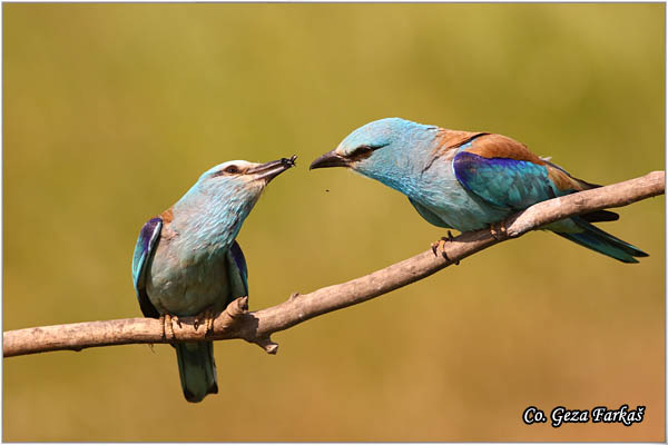 36_european_roller.jpg - European Roller, Coracias garrulus, Modrovrana,  Mesto - Location:  Mali pesak  - Hajdukovo, Serbia