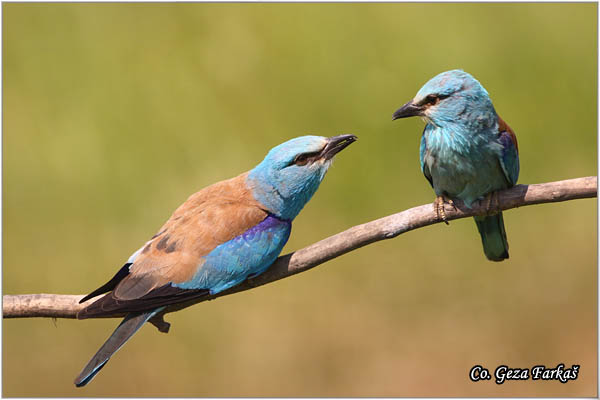 37_european_roller.jpg - European Roller, Coracias garrulus, Modrovrana,  Mesto - Location:  Mali pesak  - Hajdukovo, Serbia