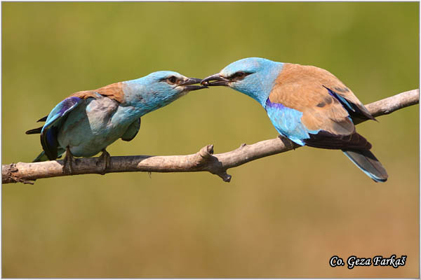 38_european_roller.jpg - European Roller, Coracias garrulus, Modrovrana,  Mesto - Location:  Mali pesak  - Hajdukovo, Serbia