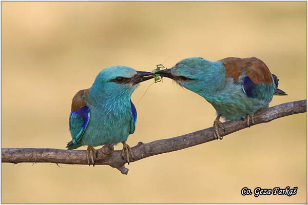 39_european_roller.jpg - European Roller, Coracias garrulus, Modrovrana,  Mesto - Location:  Mali pesak  - Hajdukovo, Serbia